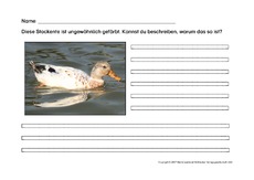 Arbeitsblatt-Stockente-1.pdf